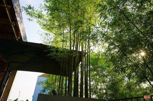 Trong không gian phố thị ngày càng chật chội, việc đưa hình ảnh cây tre vào kiến trúc và thiết kế cảnh quan không chỉ tạo nên điểm nhấn xanh mát mà còn gợi nhắc những giá trị truyền thống quen thuộc của làng quê Việt.