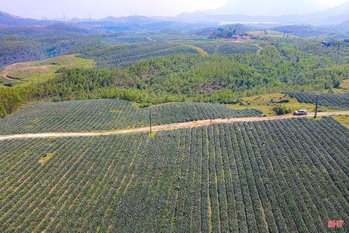 Nhằm mở rộng vùng nguyên liệu, thời gian qua, Công ty Cổ phần Thực phẩm xuất khẩu Đồng Giao (tỉnh Ninh Bình) đã liên kết với các xã trên địa bàn Hà Tĩnh như: Cẩm Xuyên, Kỳ Hoa, Kim Hoa… triển khai sản xuất 379 ha dứa. (Ảnh: Đình Nhất).