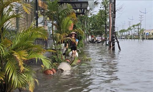 Do ảnh hưởng của thủy triều dâng kết hợp với mưa lớn và việc đang thi công hạ tầng thoát nước dẫn đến nước thoát chậm.