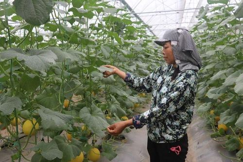 Mô hình trồng dưa Kim Hoàng hậu trong nhà màng ở xã Hồ Vương.