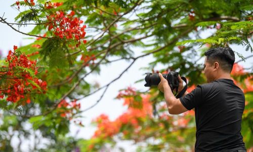 Một nhiếp ảnh gia tự do cho rằng sức hút của con đường nằm ở sự tương phản màu sắc tự nhiên. “Phượng đỏ, bằng lăng tím và đồng lúa xanh tạo nên bố cục rất hiếm gặp. Buổi sáng sớm hoặc cuối chiều ánh sáng xiên đẹp hơn, ảnh gần như không cần chỉnh màu”, anh chia sẻ.