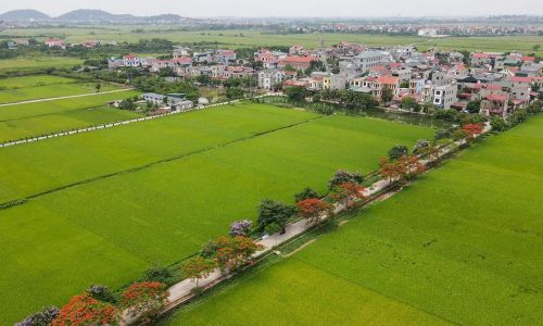 Tháng 5, tuyến đường dẫn vào nhà thờ Nam Viên, xã Tân Chi phủ kín sắc đỏ của phượng vĩ xen lẫn màu tím bằng lăng, nổi bật giữa những thửa ruộng xanh mướt đầu hè. Trong khoảng hai tuần gần đây, hình ảnh về con đường này liên tục xuất hiện trên mạng xã hội và nhanh chóng thu hút nhiều bạn trẻ tìm tới chụp ảnh, check-in.