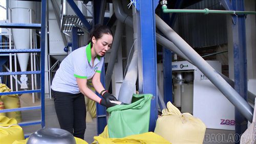 Hạt gạo Séng Cù Mường Vi trắng ngần - minh chứng cho sự tận tâm của nữ Giám đốc Hợp tác xã Nông nghiệp Hảo Anh.
