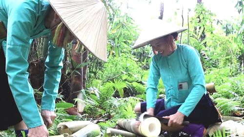 Hợp tác xã Nông lâm sản Dương Phúc (Lâm Thượng) liên kết với gần 200 hộ dân thu mua măng mai trên địa bàn.