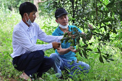 Theo đánh giá, Lâm Đồng có điều kiện sinh thái phù hợp, giống và đầu tư chăm sóc tốt, cây mắc ca cho hiệu quả kinh tế khá cao