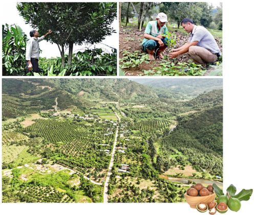Mắc ca trồng xen trong vườn cà phê, các loại cây khác ở Lâm Đồng cho lợi nhuận khoảng 105 triệu đồng/ha/năm