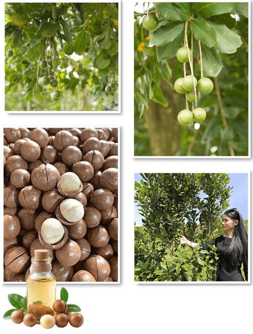 Mô hình mắc ca hữu cơ tại khu vực Đơn Dương, Lâm Đồng