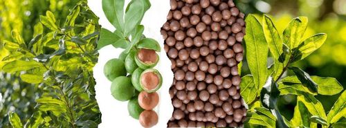 Với giá bán bình quân mắc ca khoảng 50.000 đồng/kg quả tươi, nông dân có thể thu về khoảng 100 triệu đồng/ha mỗi năm