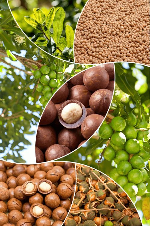 Với giá trị dinh dưỡng cao, ngoài hạt rang sấy truyền thống, mắc ca có thể chế biến thành nhiều dòng sản phẩm có giá trị gia tăng cao
