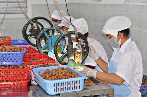 Tỉnh Lâm Đồng hướng đến sản xuất mắc ca chất lượng cao đáp ứng nhu cầu trong nước và xuất khẩu