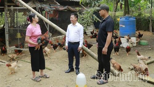 Lãnh đạo Hội Nông dân xã Phú Khê tham quan, hướng dẫn người dân kỹ thuật chăn nuôi gà thả đồi.