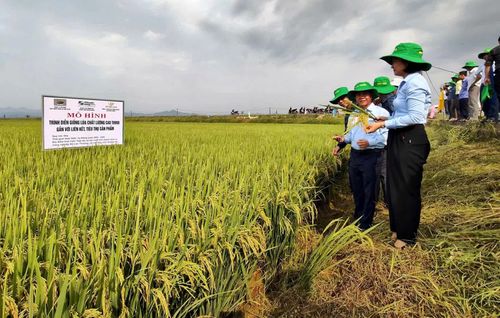 Mô hình trình diễn giống lúa chất lượng cao TH998 gắn với liên kết tiêu thụ sản phẩm tại Hợp tác xã Mỹ Lộc Thượng, xã Lệ Thủy - Ảnh: L.A 
