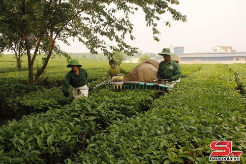 Công nhân Vinatea Mộc Châu thu hái chè bằng máy.