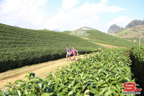 Cung đường chạy qua những đồi chè trên cao nguyên Mộc Châu tại Giải chạy Marathon đường mòn Việt Nam.