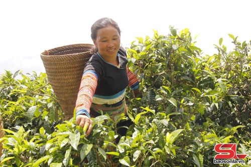 Người dân bản Bẹ, xã Tà Xùa, thu hái chè cổ thụ.