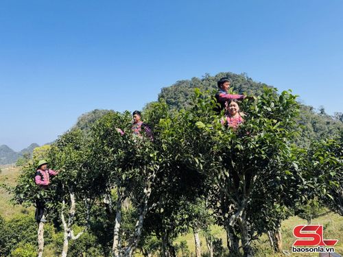 Người dân bản Ôn Ốc, xã Chiềng Hặc thu hái chè cổ thụ.