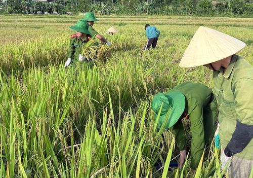Công an xã Thanh Quân huy động hàng chục lượt CBCS giúp người dân trên địa bàn thu hoạch lúa.