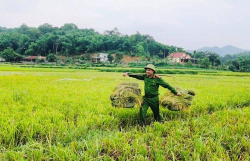 Đưa lúa về nhà.