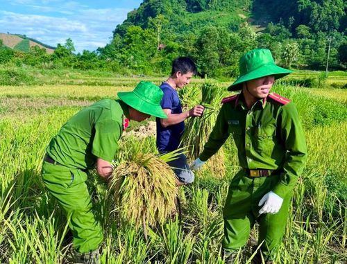 Màu áo Công an hòa cùng vụ mùa người dân Xứ Thanh.