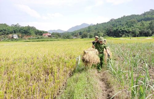 Công an xã Quý Lương hỗ trợ người dân thu hoạch diện tích lúa ngã đổ sau mưa.