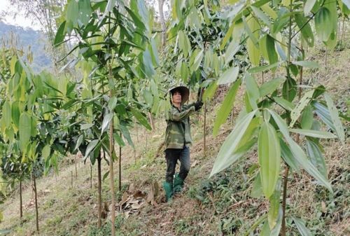 Chị Mã Thị Hà chăm sóc cây quế của gia đình.