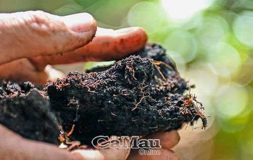 Lớp than bùn tại Vườn Quốc gia U Minh Hạ có độ dày khoảng 1 mét, được hình thành qua quá trình tích tụ lâu dài, là tài nguyên quý cần được bảo vệ nghiêm ngặt trước nguy cơ cháy rừng.