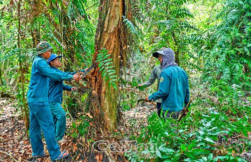 Những cánh rừng tràm bản địa trong vùng lõi Vườn Quốc gia U Minh Hạ ngày càng phát triển xanh tốt sau nhiều năm được bảo vệ nghiêm ngặt, tuy nhiên lớp thực bì dày cũng tiềm ẩn nguy cơ cháy cao trong mùa khô.