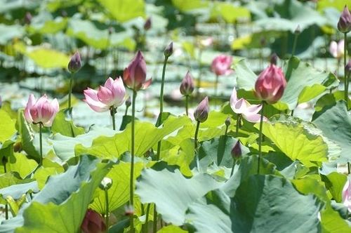 Sen quê Bác nở giữa tháng 5