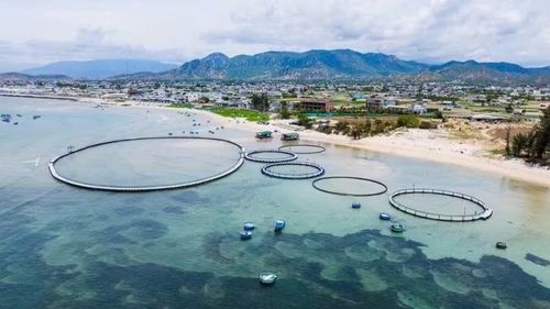 Mô hình nuôi trồng thủy sản tập trung của Công ty Cổ phần Mực nhảy Biển Đông đang được triển khai tại đặc khu Cô Tô.