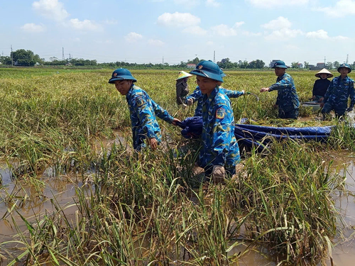 Giúp dân xã Trần Phú (TP Hà Nội) thu hoạch lúa chạy bão.