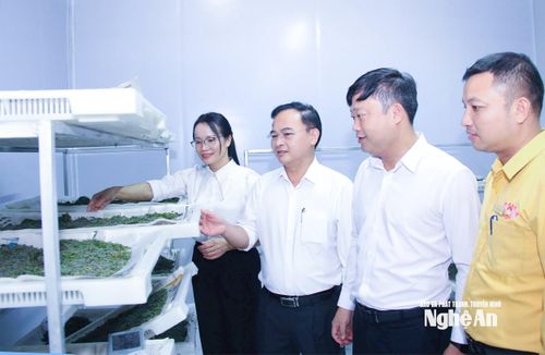 Cán bộ xã Thuần Trung kiểm tra mô hình nuôi và cung ứng giống tằm trên địa bàn. Ảnh: Mai Hoa