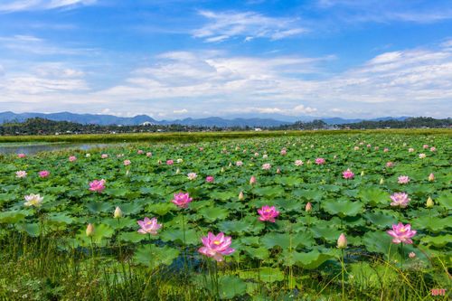 Tháng 5, khi mùa sen về trên những làng quê Hà Tĩnh cũng là lúc mỗi người dân lại tưởng nhớ đến Ngày sinh nhật Bác (19/5).