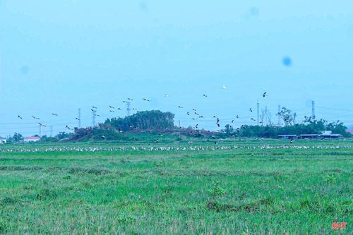 Đàn cò nhạn quý hiếm xuất hiện trên xứ đồng Khu Bắp (phường Sông Trí).