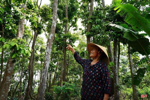 Khu vườn của bà Đinh Thị Trí (xã Cẩm Lạc) trở thành nơi trú ngụ của hàng nghìn cá thể chim hoang dã.