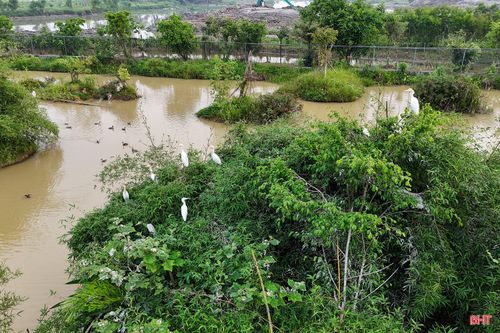 Vườn chim tại khu vực sông Đông (phường Thành Sen) đã trở thành nơi trú ngụ của chim trời. Ảnh Trần Khánh.