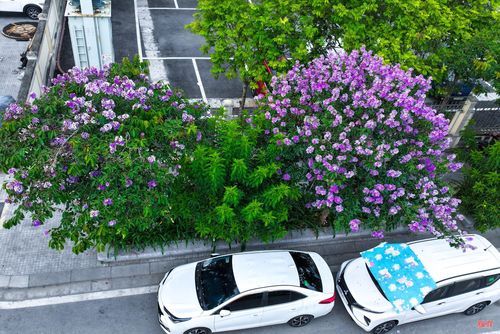 Giữa phố xá đông đúc, những hàng bằng lăng nở rộ tạo điểm nhấn cho phố phường.