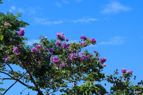 Với nhiều người, hoa bằng lăng nở là dấu hiệu quen thuộc báo hiệu hè về.