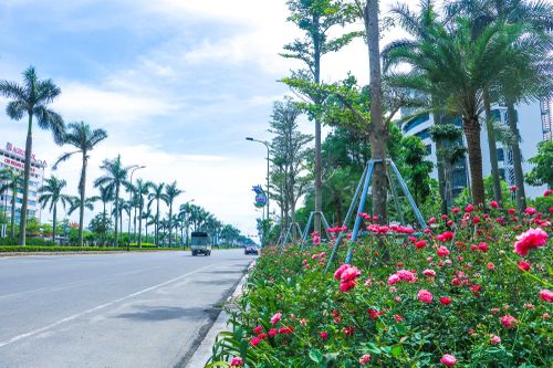 Còn tại tuyến đường Xô Viết Nghệ Tĩnh, những khóm hồng nở rộ, không chỉ tạo điểm nhấn cảnh quan mà còn mang đến cảm giác tươi mới cho đô thị đầu hè.