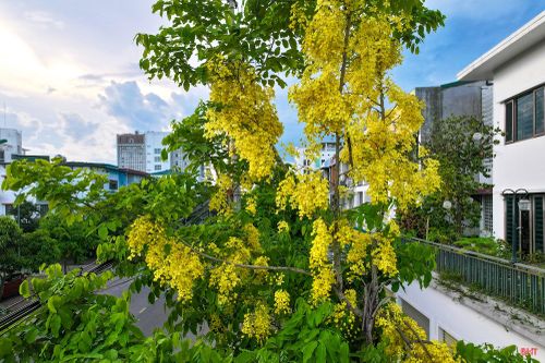 Hoa muồng hoàng yến thường nở rộ từ cuối tháng 4 đến tháng 6.