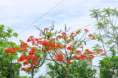 ...tạo nên vẻ đẹp rực rỡ của phố phường.