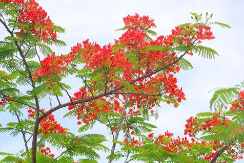 Những chùm hoa phượng đỏ...