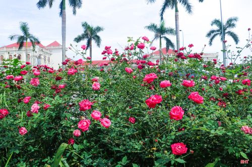 Những góc phố Thành Sen ngập tràn sắc hoa không chỉ làm đẹp diện mạo đô thị mà còn mang đến cảm giác thư thái, bình yên cho người dân và du khách trong những ngày hè.