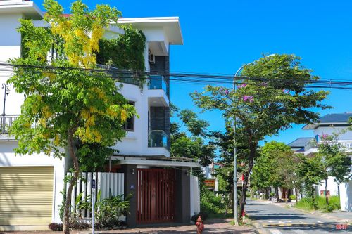 Trên tuyến đường Lê Ninh, hoa muồng hoàng yến gây ấn tượng bởi sắc vàng.