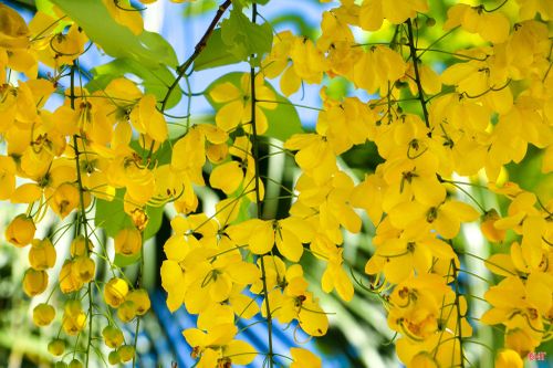 Muồng hoàng yến còn mang hương thơm nhẹ nhàng, tạo cảm giác dễ chịu giữa tiết trời đầu hè.