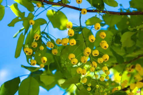 Những nụ hoa vàng xen giữa tán lá xanh.