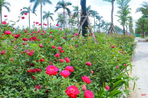 Những khóm hoa nở đều, được chăm sóc cẩn thận khiến nhiều góc phố trở nên rực rỡ.