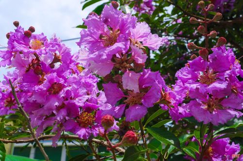 Chỉ nở rộ trong vài tuần nhưng hoa bằng lăng luôn khiến tháng 5 ở Hà Tĩnh mang một vẻ đẹp riêng. Đặc biệt, vào buổi sáng sớm hay chiều muộn, khi ánh nắng nhẹ chiếu qua bông hoa tím biếc mang cảm giác rất yên bình và dễ chịu.