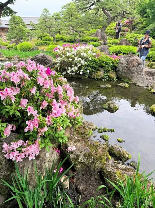 Những cánh hoa mềm mại phủ kín mặt nước tạo nên bức tranh vừa lãng mạn vừa huyền ảo, thu hút đông đảo du khách và nhiếp ảnh gia từ khắp nơi trên thế giới. (Nguồn: Vietnam+)