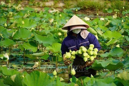 Hiện toàn xã Kim Liên có trên 200ha diện tích trồng sen các loại, phục vụ cho việc bảo tồn giống sen và phát triển du lịch.