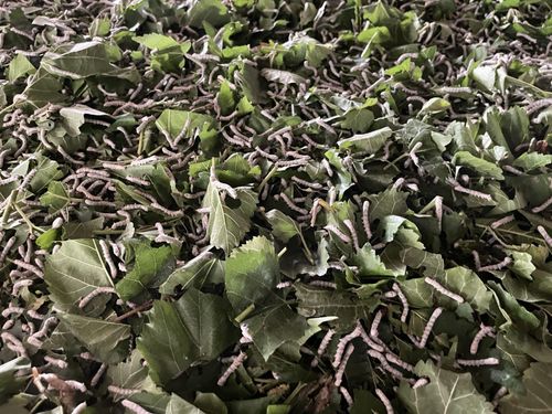 Tằm được nuôi bằng lá dâu trước khi bước vào giai đoạn nhả tơ.